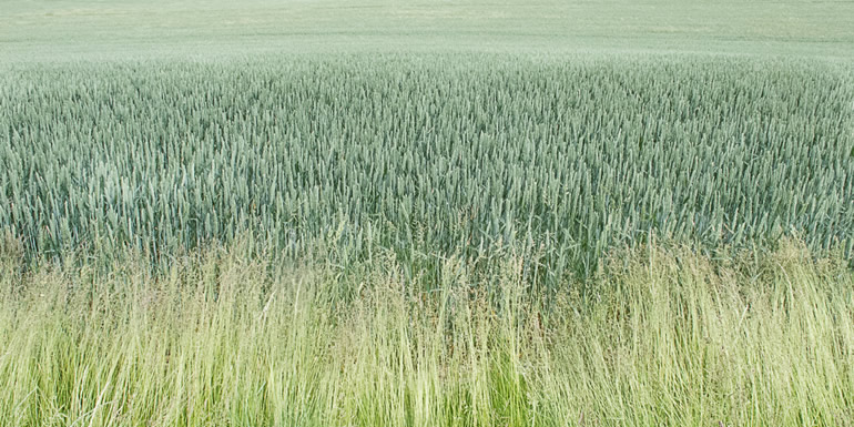 fiona-yaron-field-psychotherapy-field