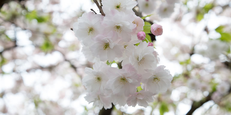 fiona-yaron-field-psychotherapy-flower-1